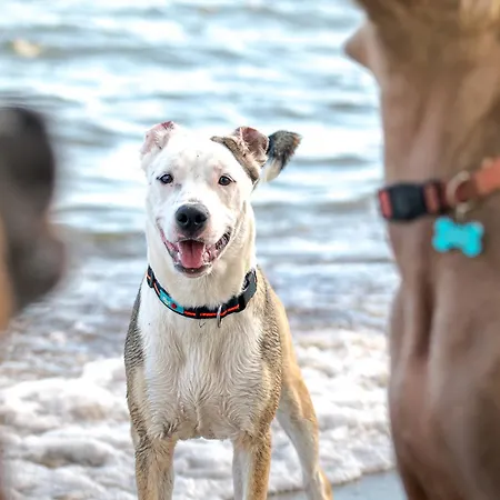 Tatil parkı Merendella San-Nicolao