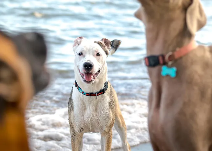 Vakantiepark Merendella San-Nicolao